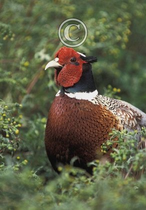 Cock Pheasant DM0508
